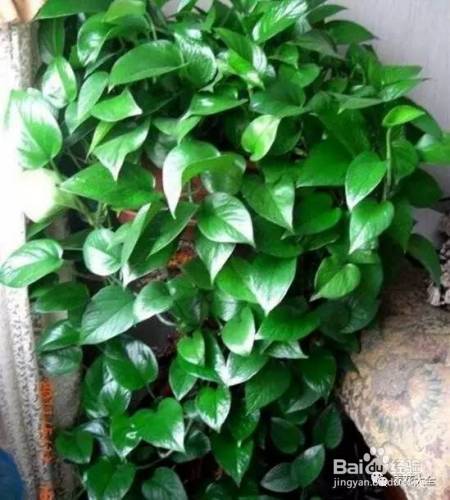 99%的花都死于这1点，看了保花不死！