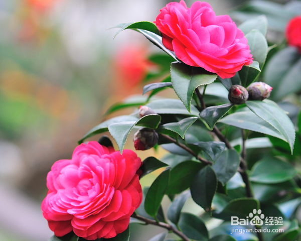 梅茶花怎么养殖