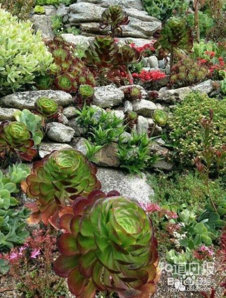 双十一剁手的钱省下来，可以建一个多肉花园了！