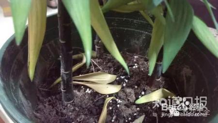 看花看叶看茎，花出了啥毛病，一眼就能看出来！