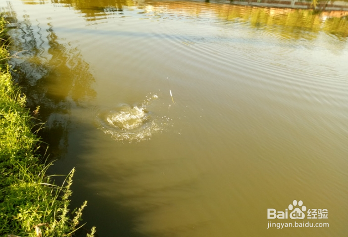水库钓鲫鱼药酒技巧!鱼获93斤!连杆到手软!