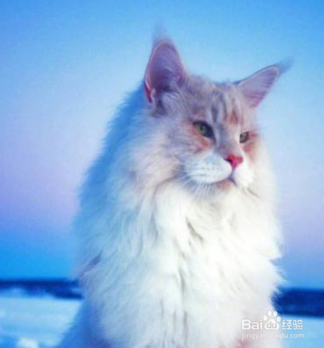 训练缅因猫拉屎 教它自己上厕所