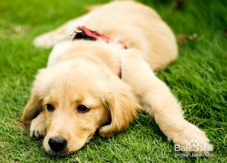 狗狗营养膏成分