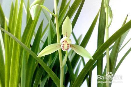 别说兰花不好养,那是你土没选对,赶紧看看怎么解决吧!