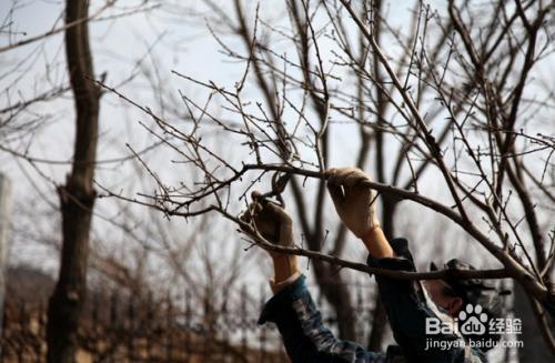 秋季桃树如何剪枝