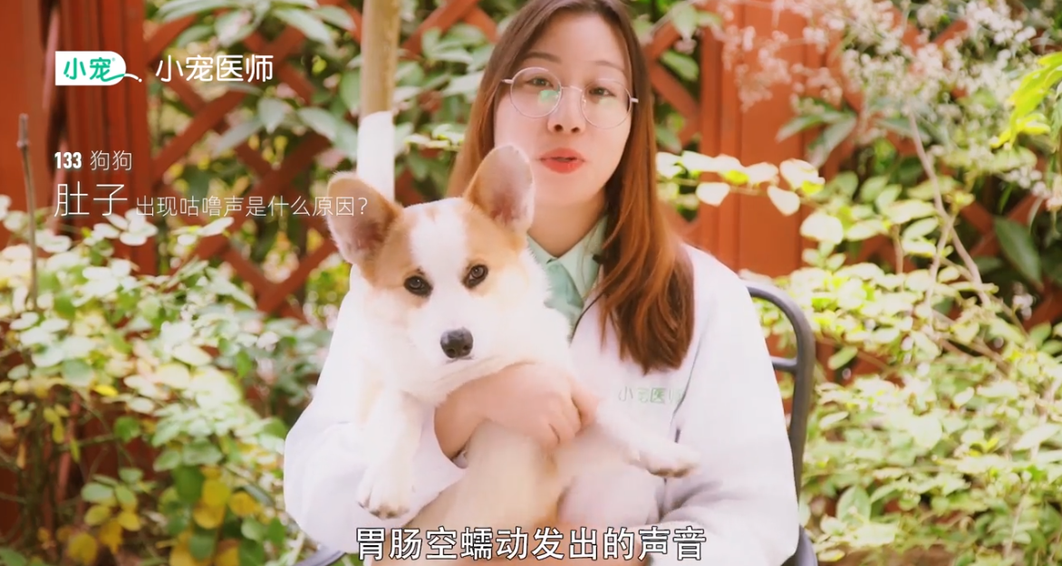 狗狗肚子为什么出现咕噜声