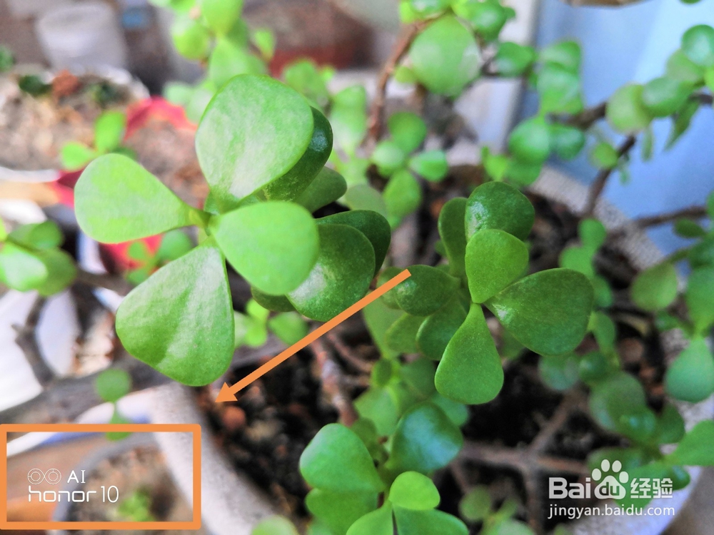 荣耀10手机拍照如何显示手机型号水印