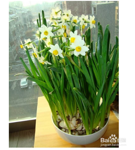 过年在家摆放什么鲜花好？