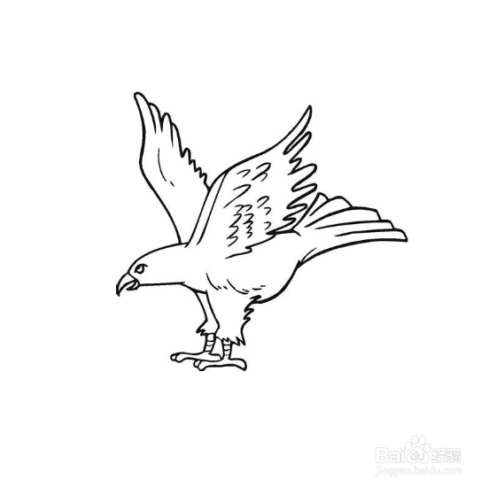简笔画-如何画老鹰的简笔画