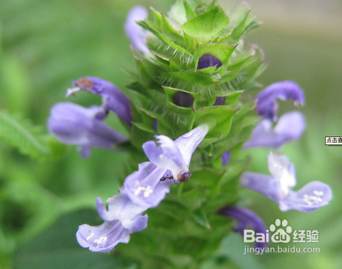 治疗糖尿病的良方,糖尿病怎么治