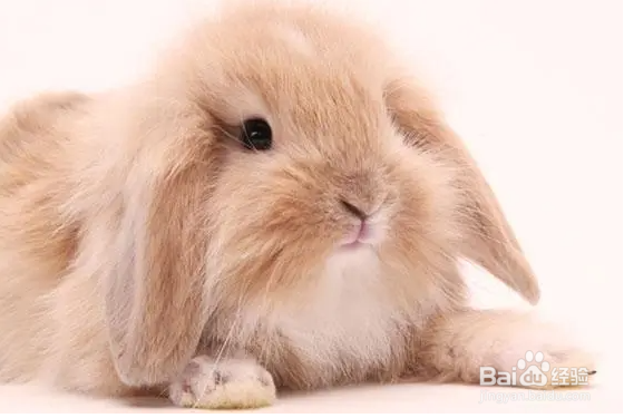 新手养兔注意事项