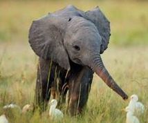 动物的分类方法有几种