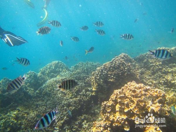 初行度假帕劳潜水体验路线