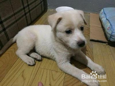 小奶狗不吃东西怎么办