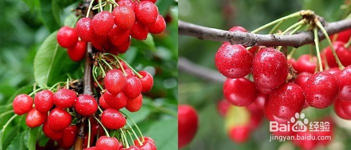 如何购买好吃便宜的大樱桃/车厘子