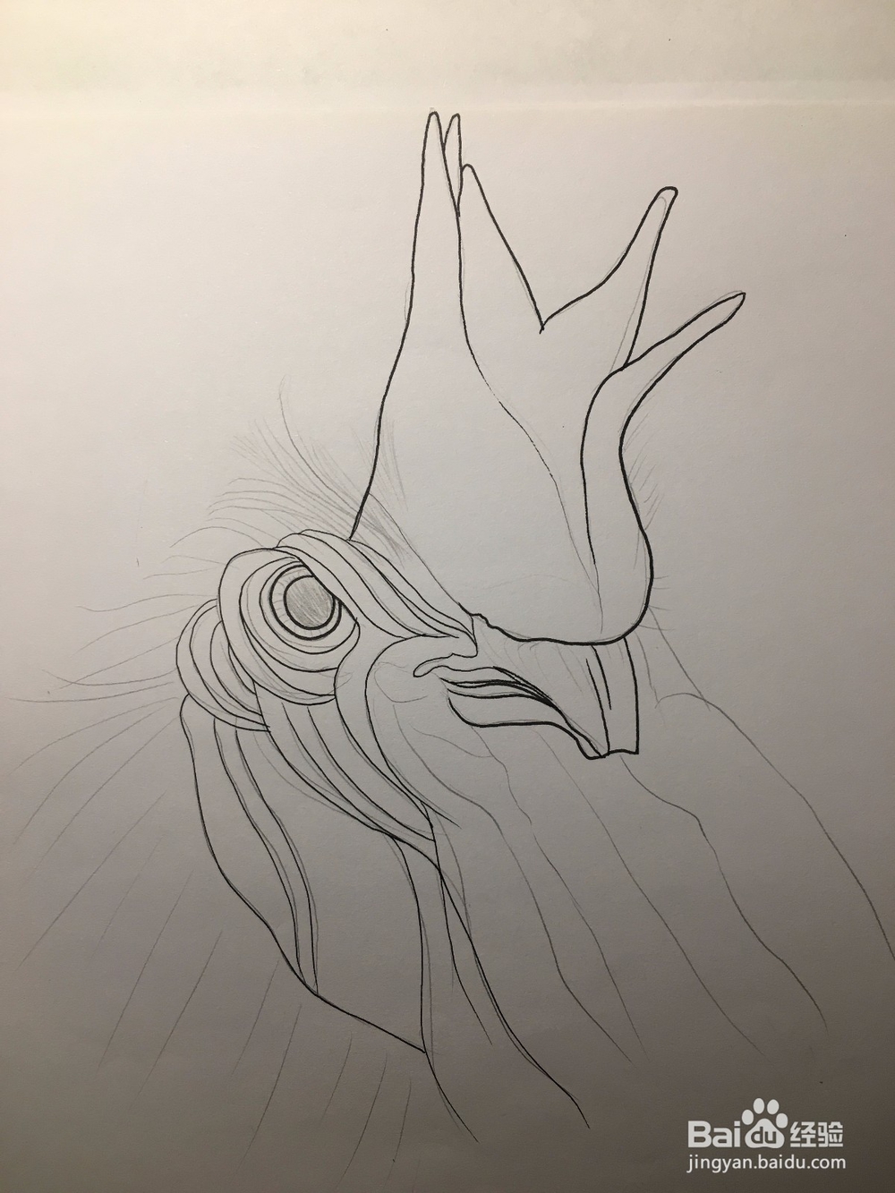 画公鸡头 鸡冠头简笔画 鸡头线描画