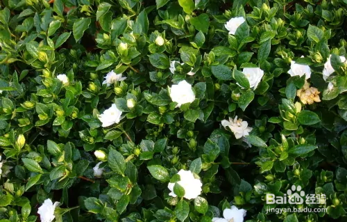 栀子花修剪方法图解