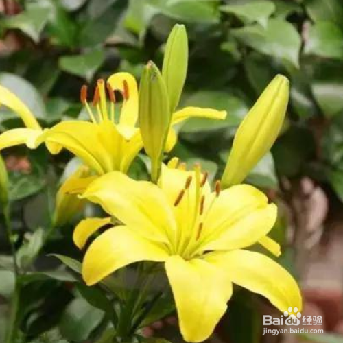 百合花花期过后应该怎么办？