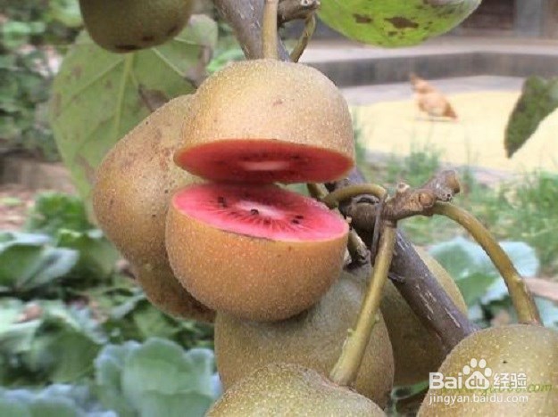 猕猴桃有什么作用、如何挑选食用？