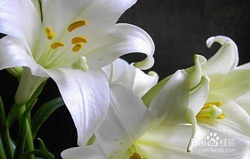 百合花粉掉到瓷砖上怎样去掉 百度经验 百合花粉掉到瓷砖上怎样去掉 百度经验
