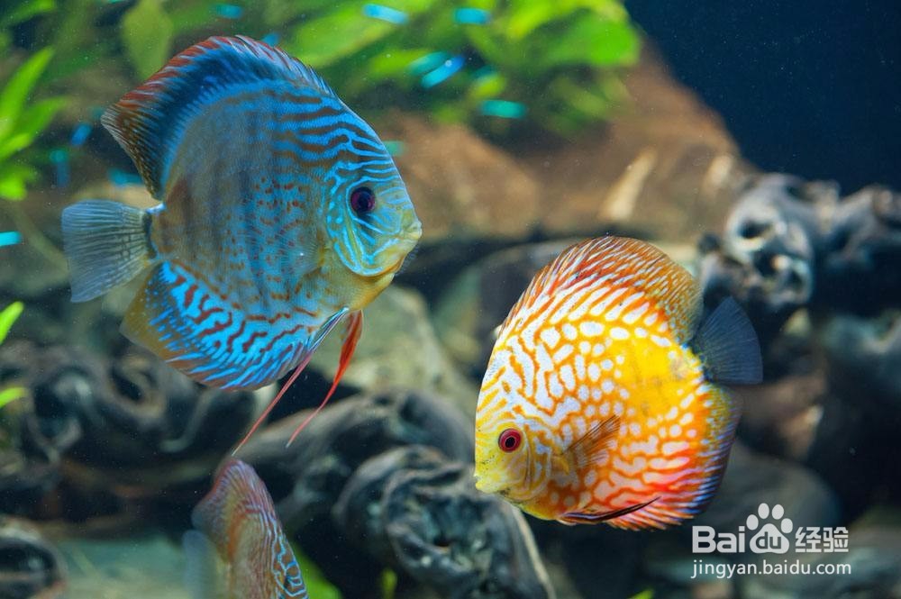 如何用肉眼鉴别鱼类常见体表病