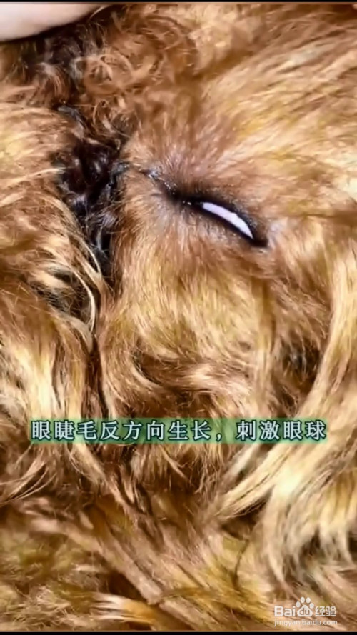 生活/家居 > 宠物