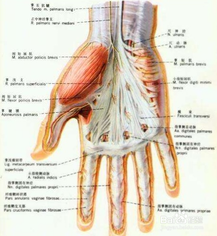 人体绘画中手的解剖结构-轻微课
