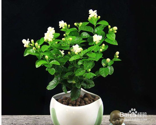 养护茉莉花需要注意哪些方面