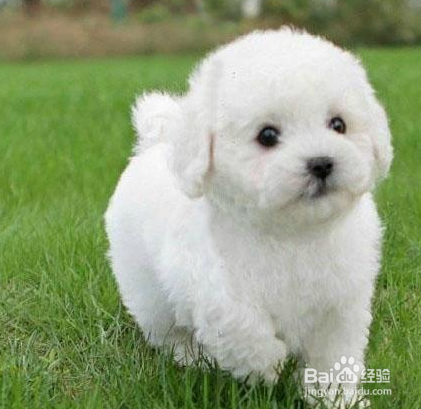 哪里的宠物美容学校收费少