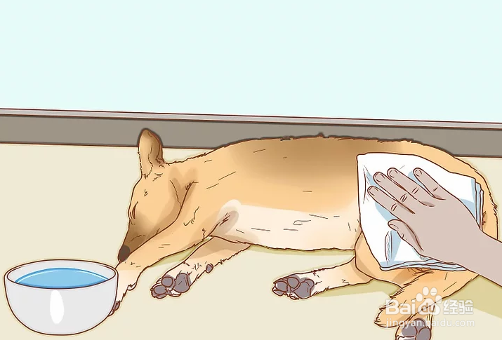 如何治疗中暑的爱犬