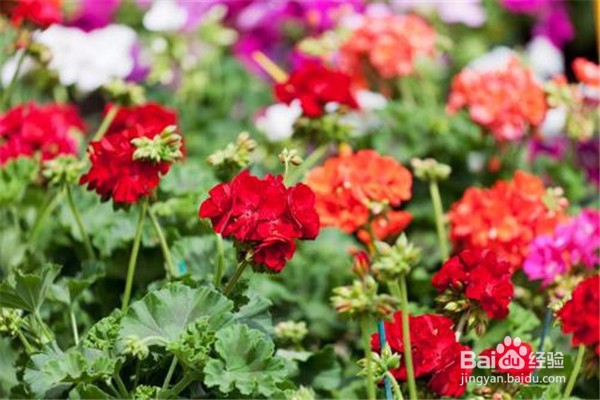 天竺葵的养殖方法和注意事项有哪些？