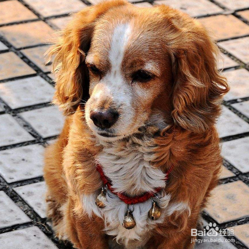 给长毛犬梳理毛发的注意事项有哪些？