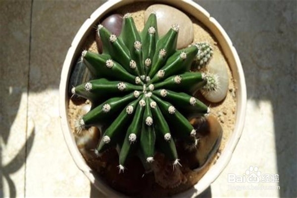 仙人掌的养殖方法和注意事项都有什么？