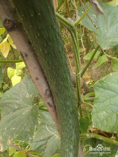 夏天多吃水果蔬菜营养减肥皮肤好好