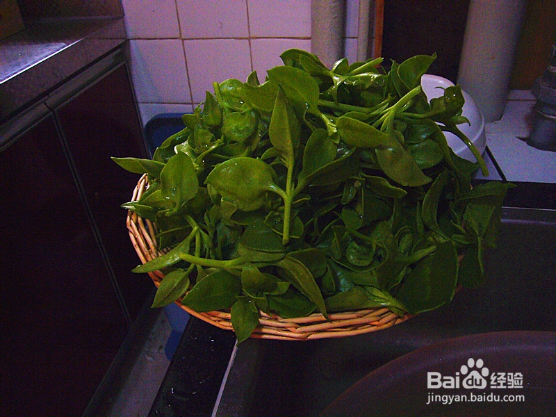 爽口凉菜——生拌穿心莲