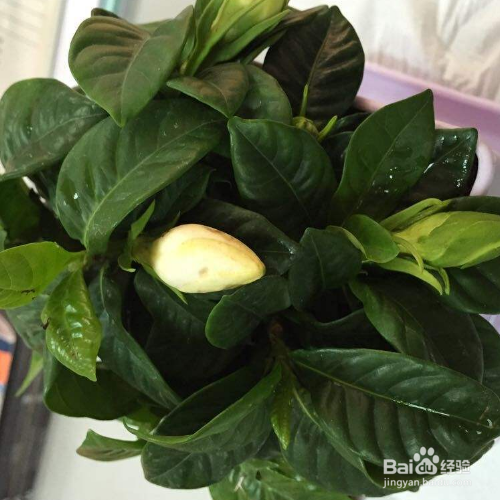 栀子花蔫了还能够救活吗?