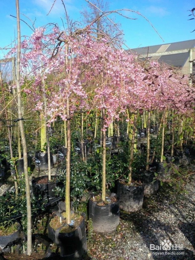 八重红枝垂樱入秋后的管理技巧