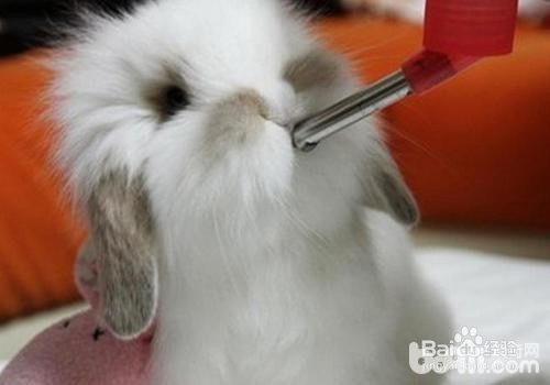 如何养兔子让它健康成长