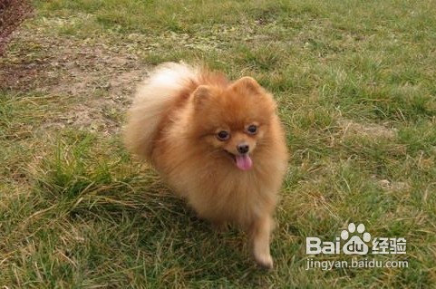 训练狗排泄的十大方法