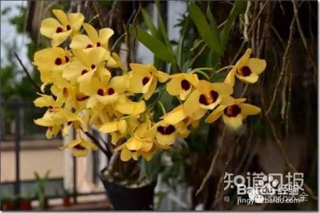 100种兰花品种图鉴，花开瞬间，艳冠群芳！