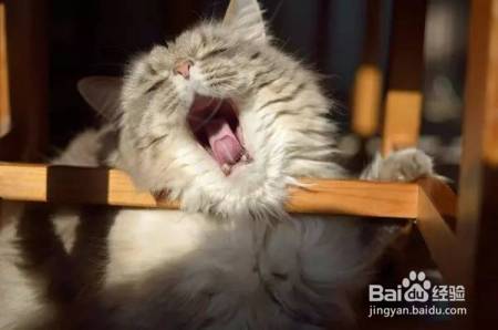 家庭和谐养猫,这些你都做对了吗?