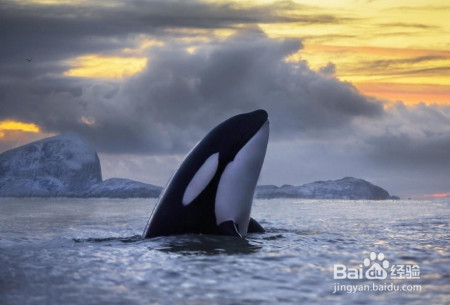 来自食物链顶端动物的威胁，近半数虎鲸将消失