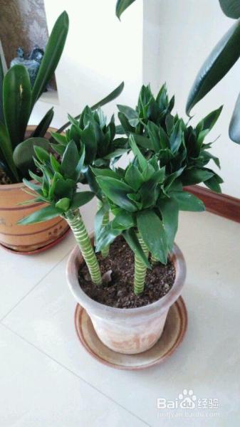 绿萝富贵竹,冬天养瓶里一丢,这样水培呼呼长根!