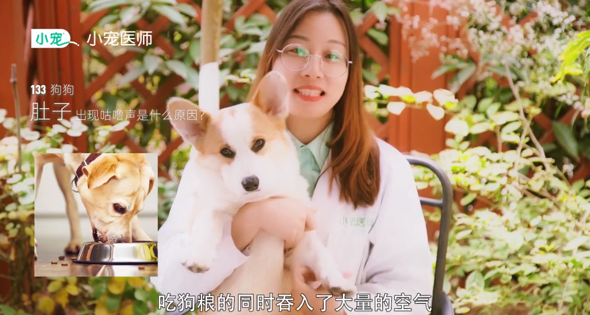 狗狗肚子为什么出现咕噜声