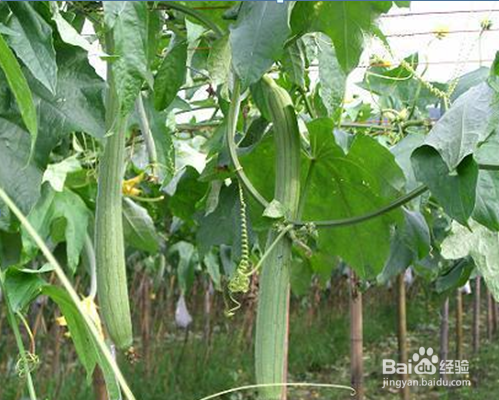 丝瓜的都有哪些养生美颜好处