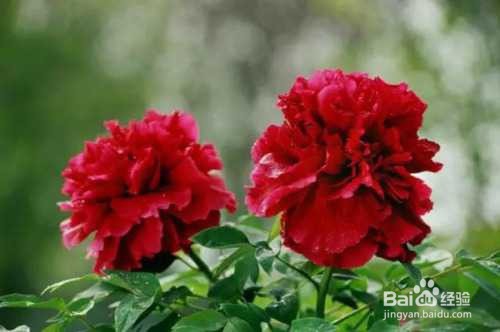 屁股怎么去黑坐印,怎么去掉屁股的坐印