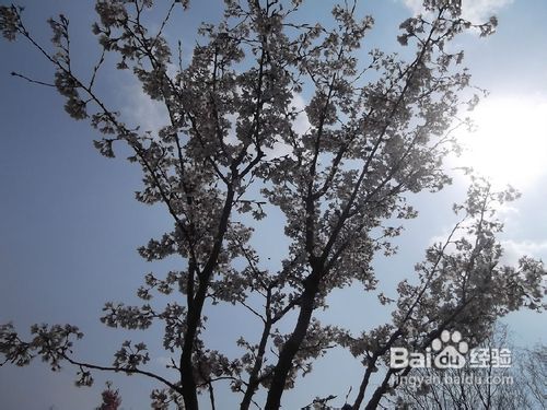 北京玉渊潭公园樱花节游记