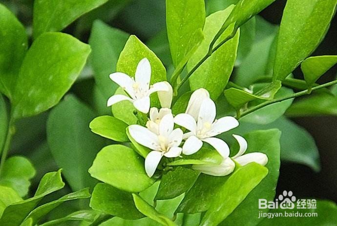 九里香怎么扦插