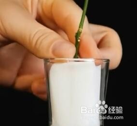 如何在家种植橘子