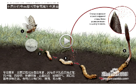 冬虫夏草的保存方法